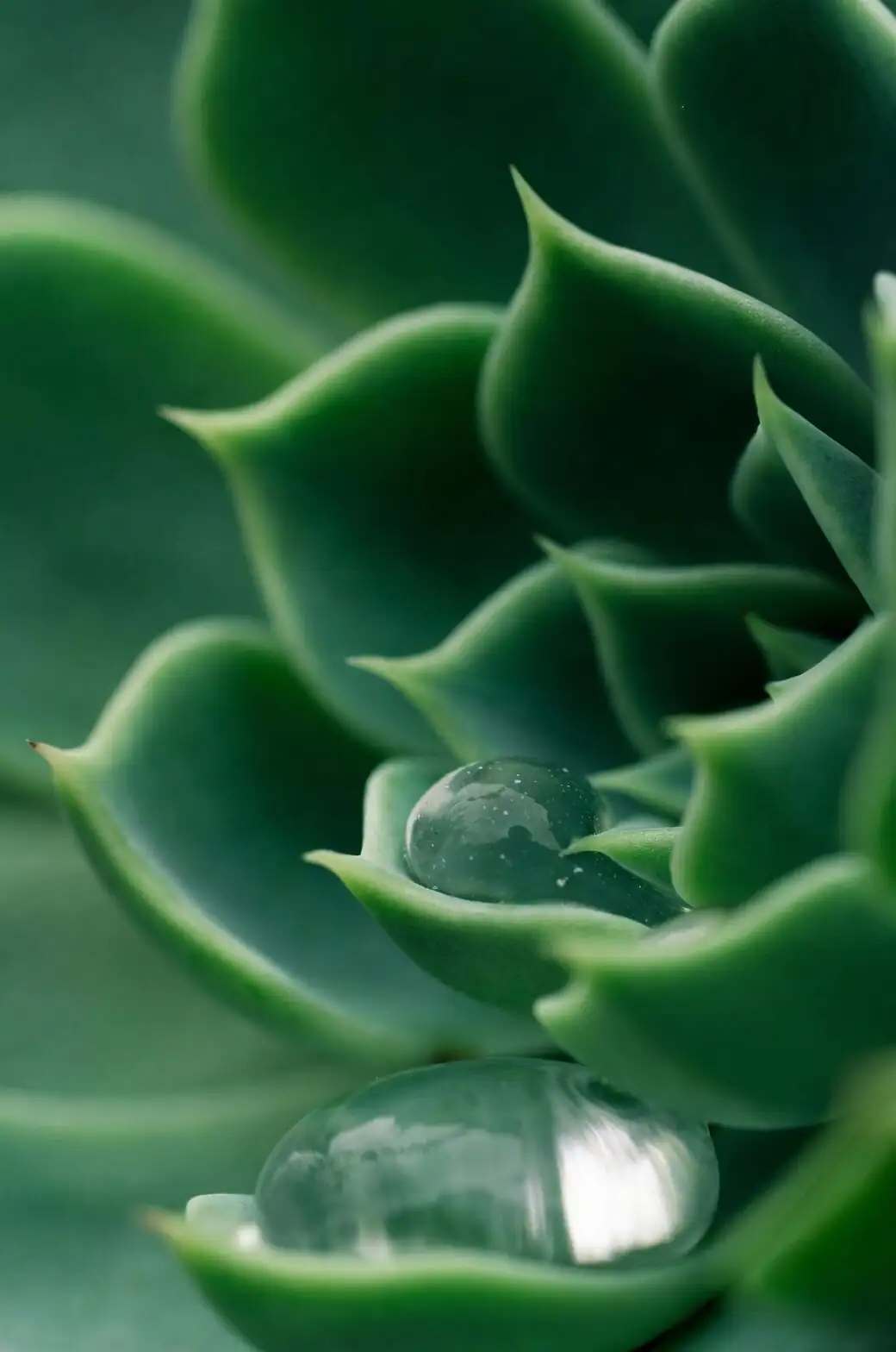 Echeveria elegans water droplets rosette