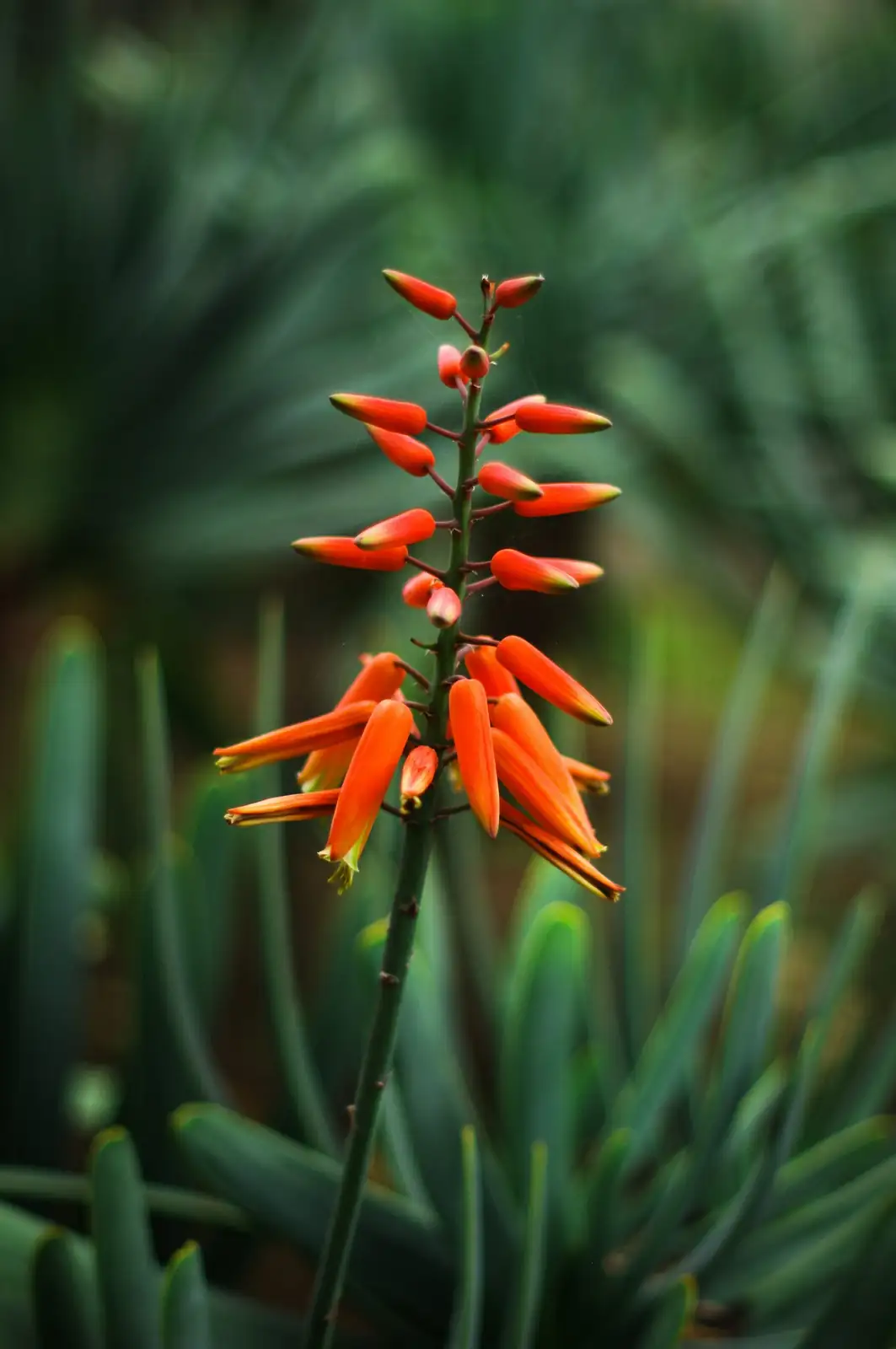 Echeveria elegans flower stalks bloom