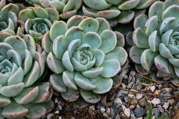 Echeveria elegans pup removal