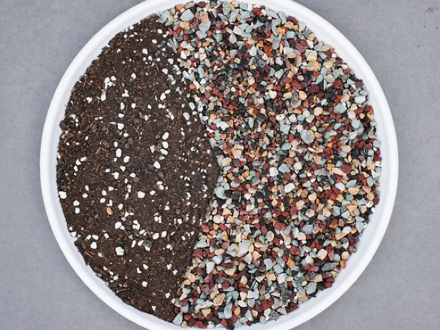 Echeveria elegans repotting gritty mix