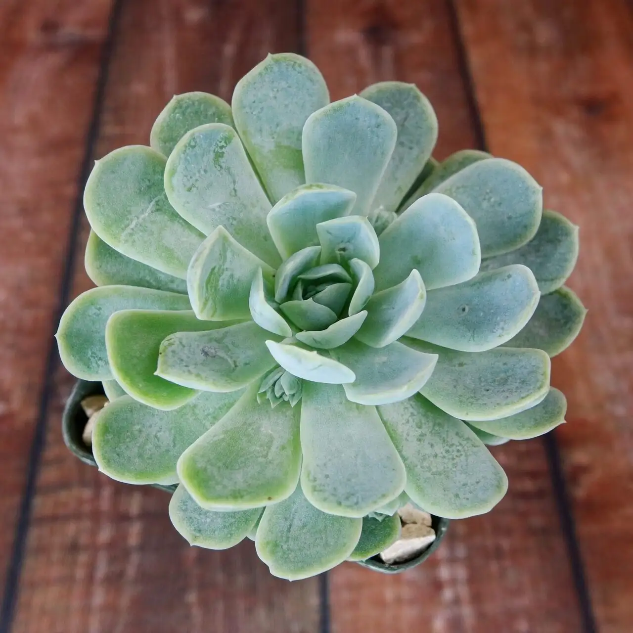 What Does Yudie (玉蝶) Mean? The Flower Language of Echeveria elegans and Its Cultural Journey