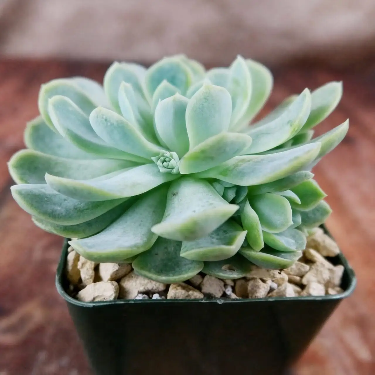 Echeveria elegans leaf farina close-up