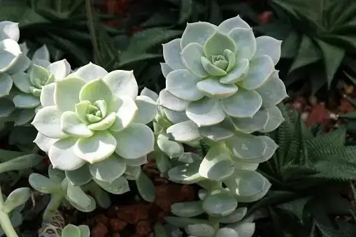 Echeveria elegans pink bell flowers