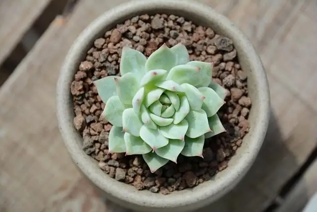 Echeveria elegans gift pot card