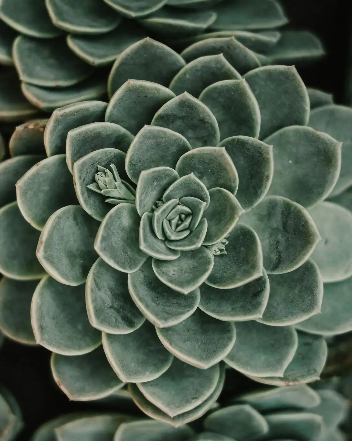 One Leaf to a Hundred: Propagation Masterclass for the Mexican Snowball
