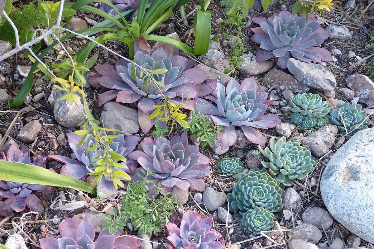Echeveria elegans bright sun windowsill