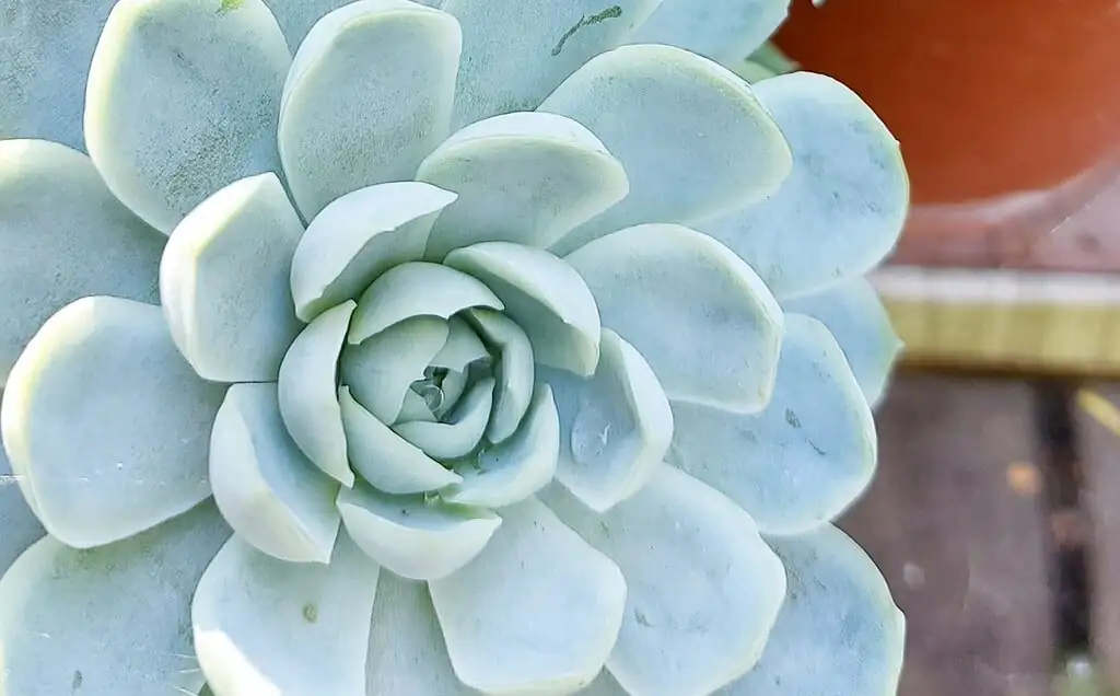 echeveria elegans low bowl arrangement