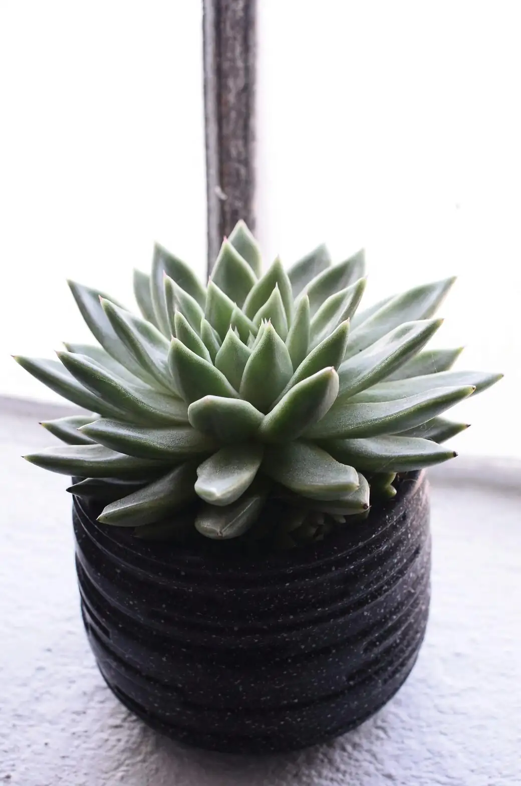echeveria elegans bright window light