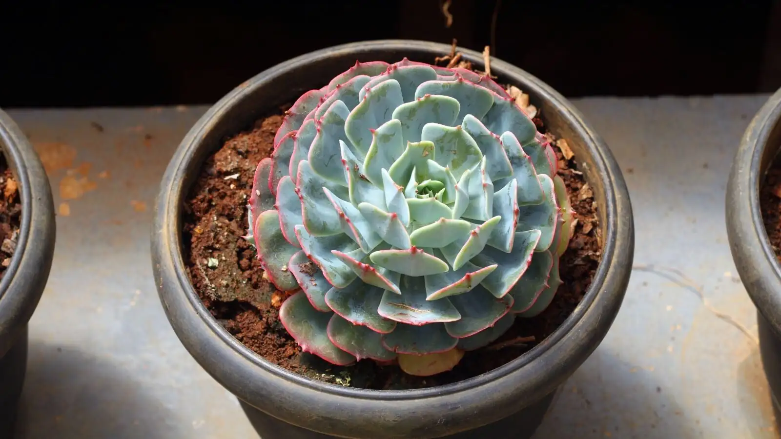 Gritty Neighbors: Best Companion Plants for Echeveria elegans in Pots and Rock Gardens