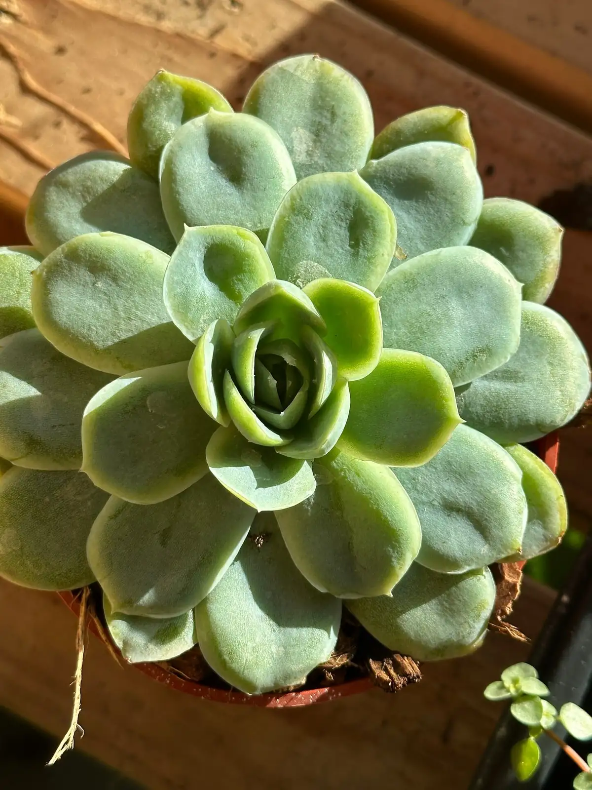 Echeveria elegans repotting gritty mix