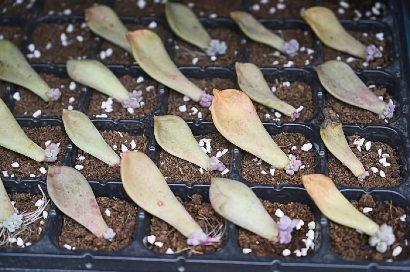 Echeveria elegans leaf propagation tray