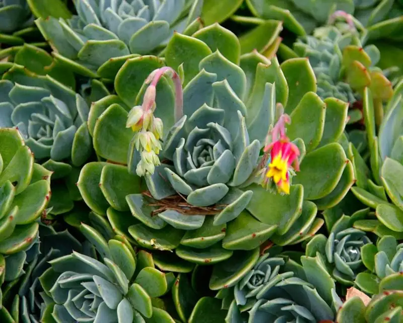 Echeveria elegans pink bell flowers