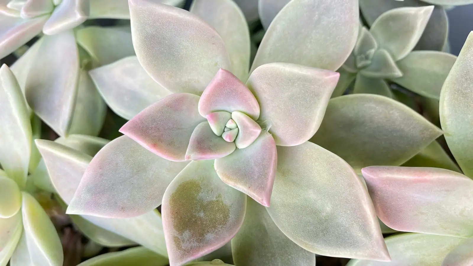 Desert Rose in Water? Testing Water-Culture Myths With Echeveria elegans