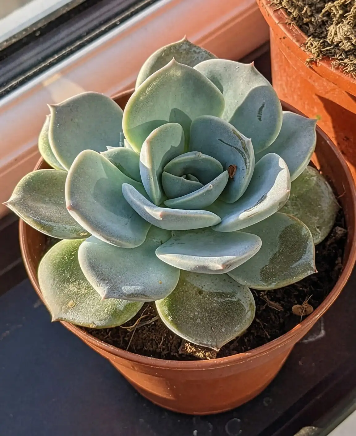 echeveria elegans water change hands