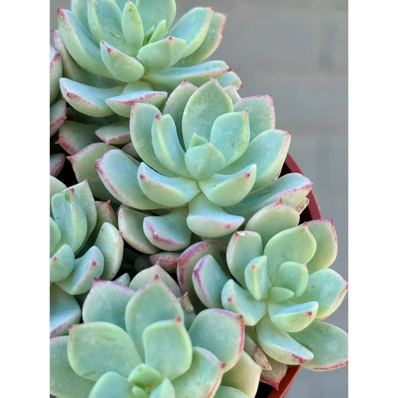 花语从何而来？石莲花“顽强·永恒”的来源解读与送礼/风水意义