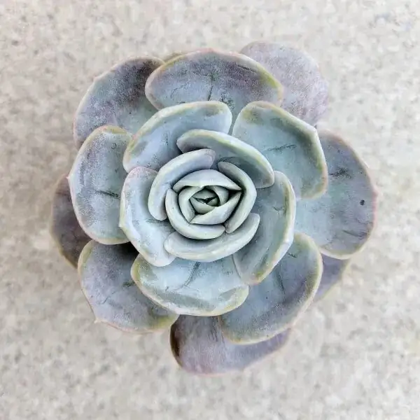 echeveria glauca powdery leaves close-up