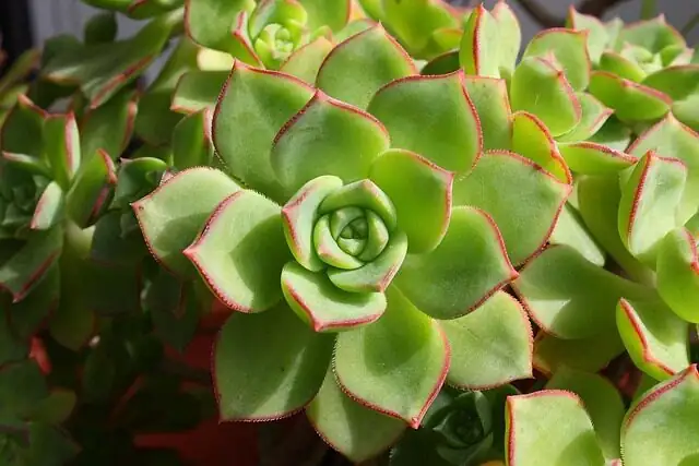 echeveria trio on shelf bright room