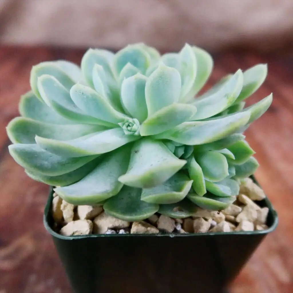 Tight Rosettes, No Stretch: The 4–6 Hour Sunlight Game Plan for Mexican Snowball