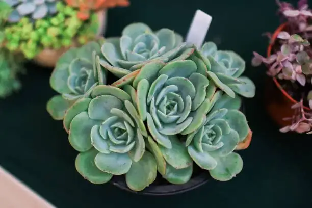 Echeveria elegans south window sill