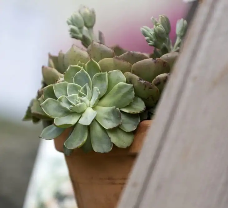 Echeveria elegans behind sheer curtain