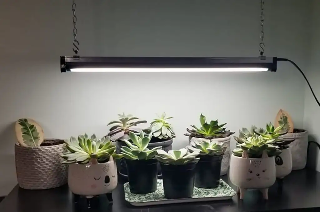Echeveria elegans under LED grow light