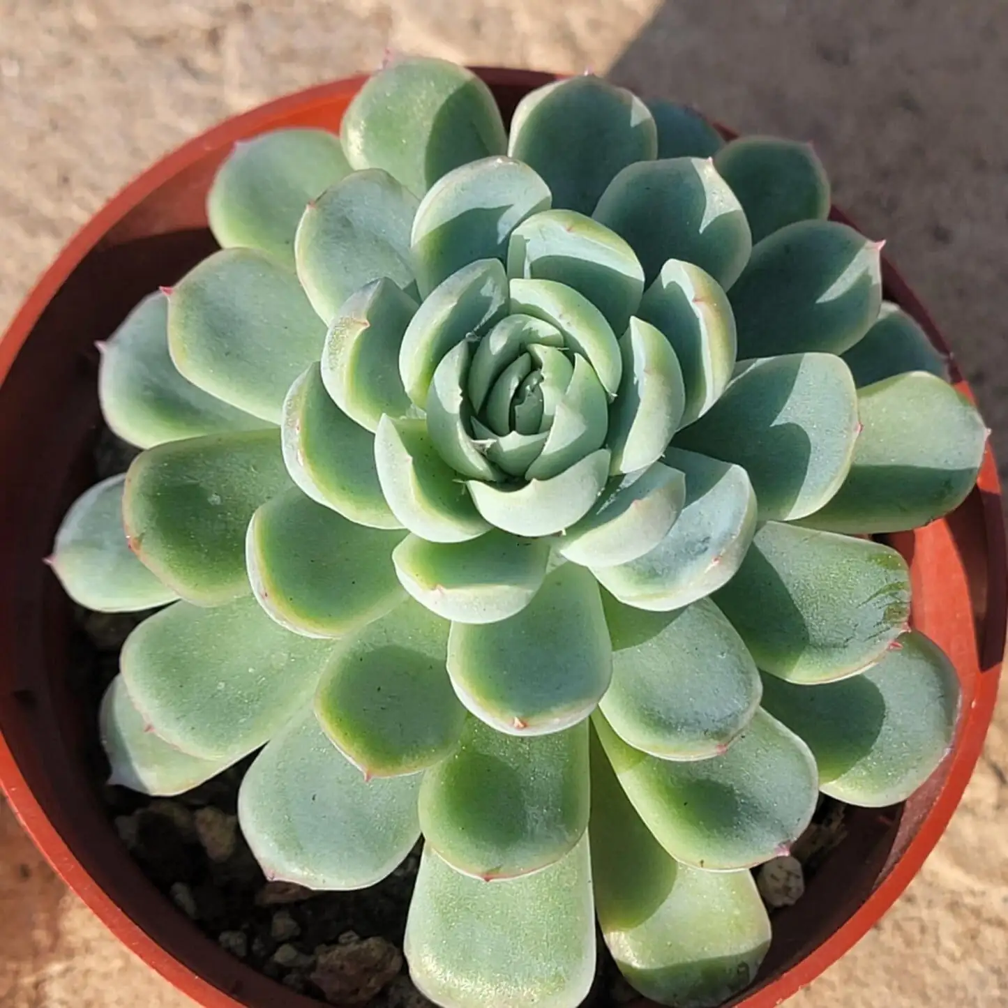 Water Like the Desert: A Season-by-Season Soak-and-Dry Schedule for Echeveria elegans