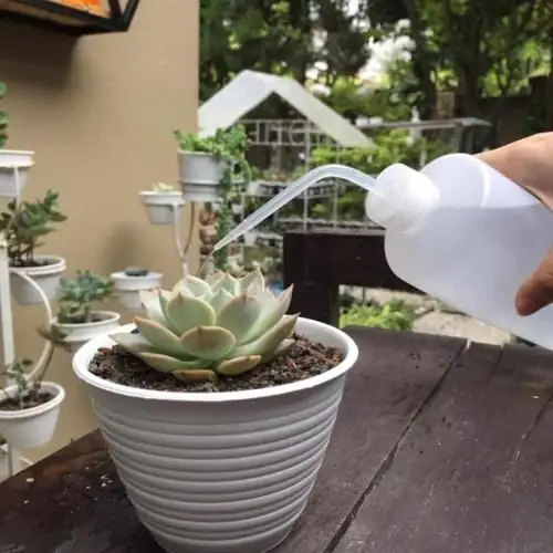 Echeveria elegans watering soil long spout