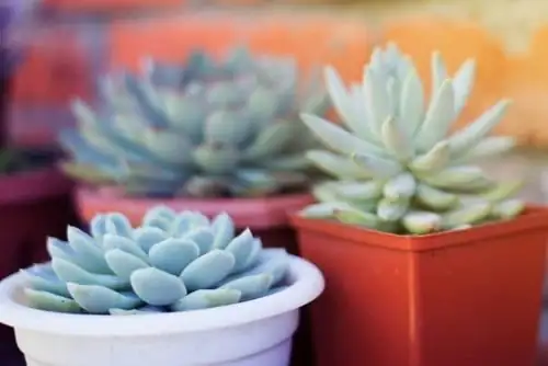 Echeveria elegans terracotta pot drainage