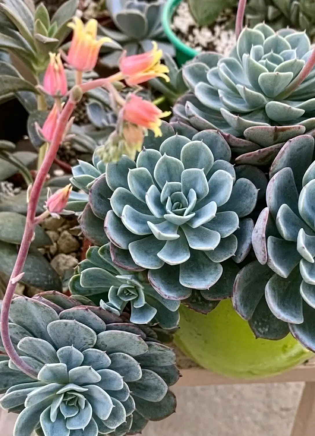 Echeveria elegans flowering bloom stalk close up