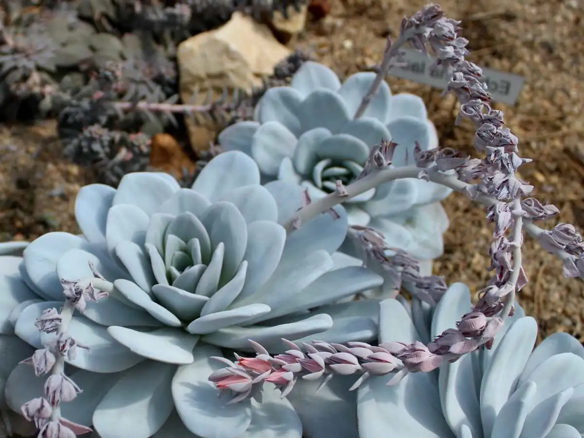 Echeveria elegans flower stalk aphids