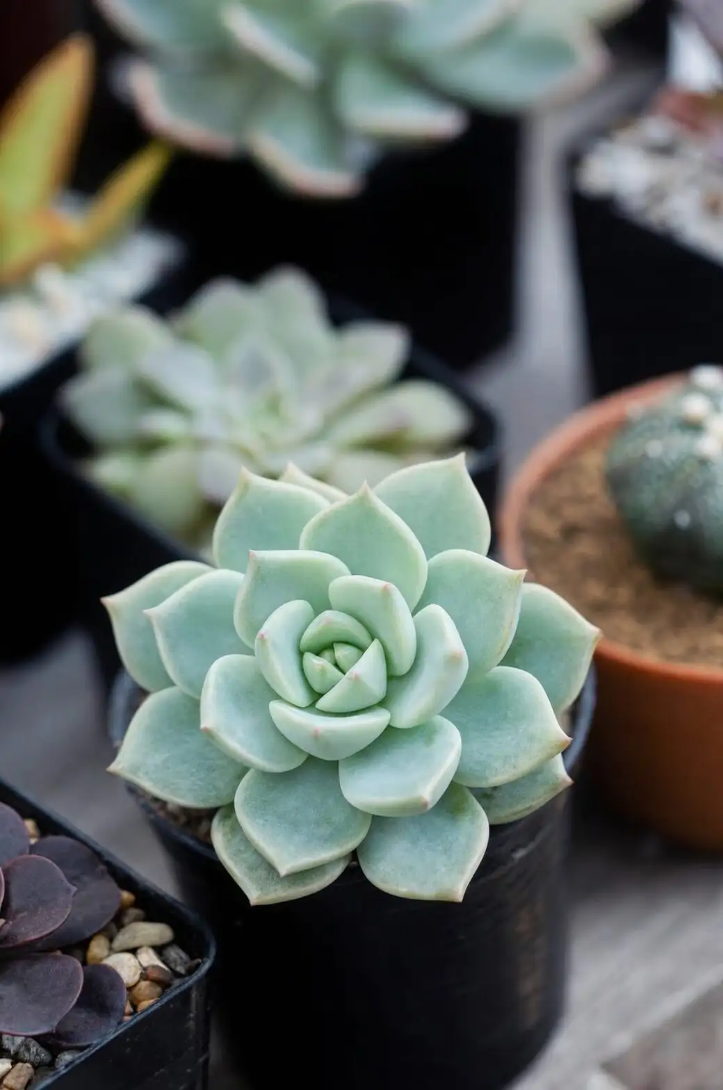 Mushy Leaves Triage: Stop Rot, Behead, and Reroot Your Echeveria in 48 Hours