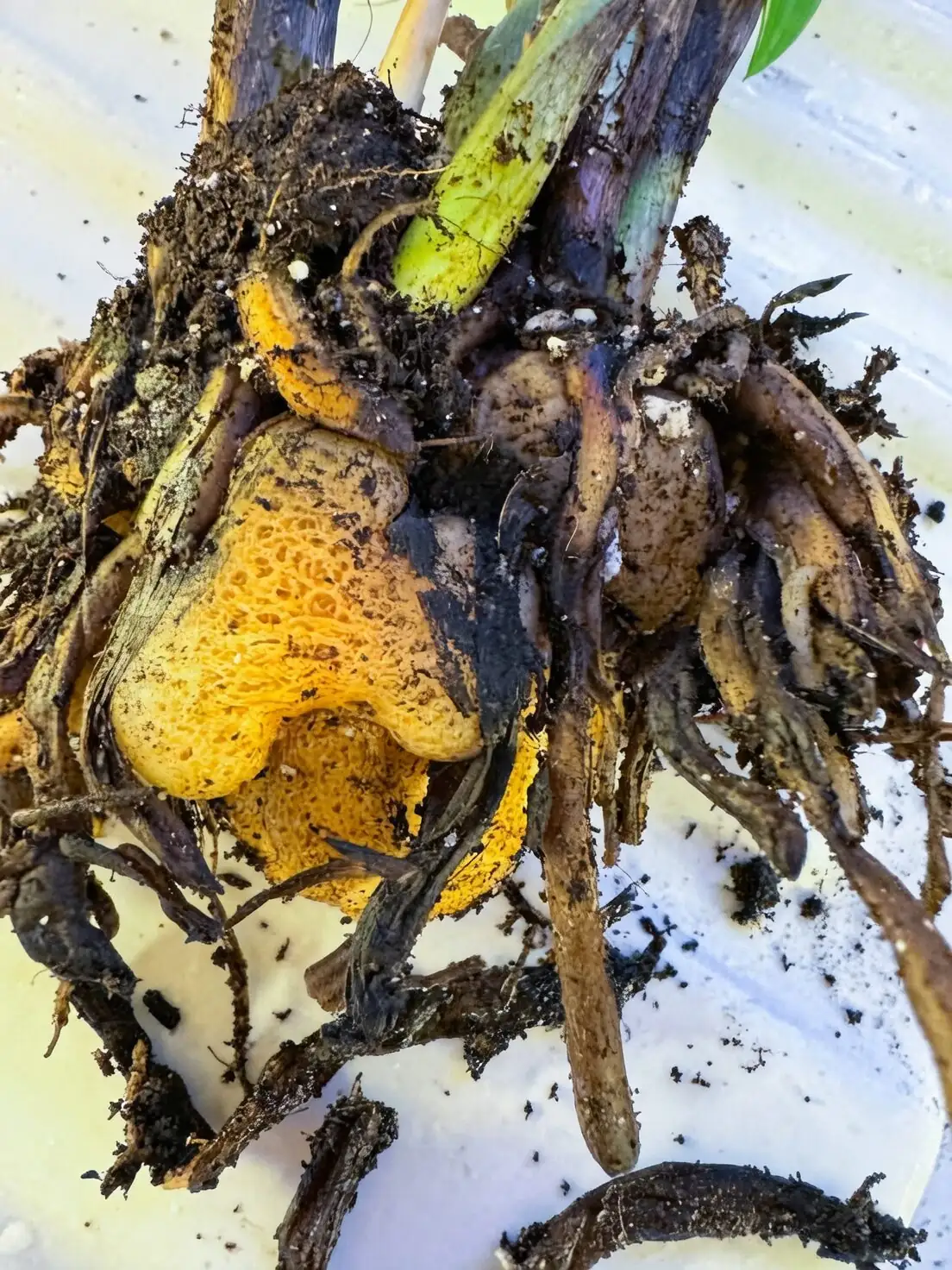 Echeveria elegans rotten roots close-up