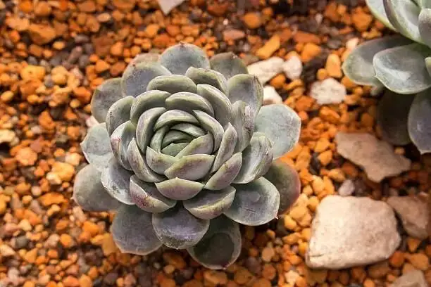 Echeveria elegans rosette stem cutting