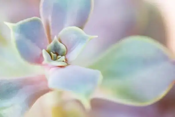 echeveria elegans leaf farina macro
