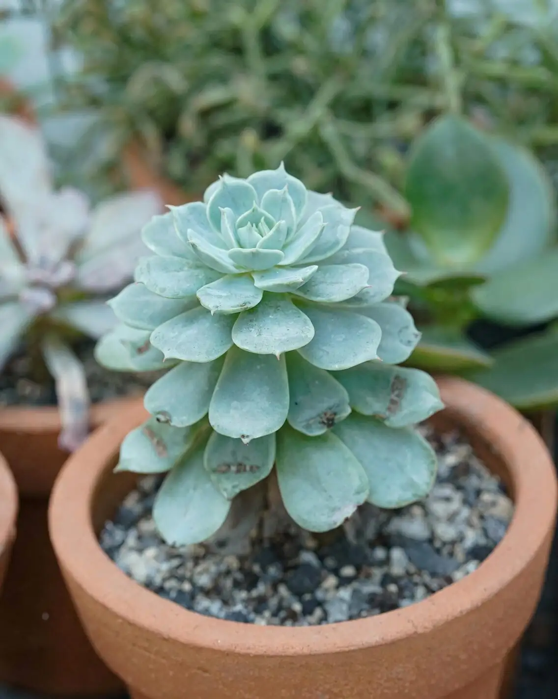 echeveria elegans botanical illustration