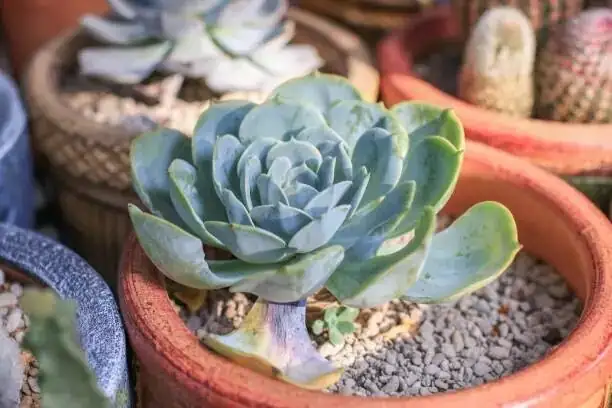 echeveria elegans sunny windowsill