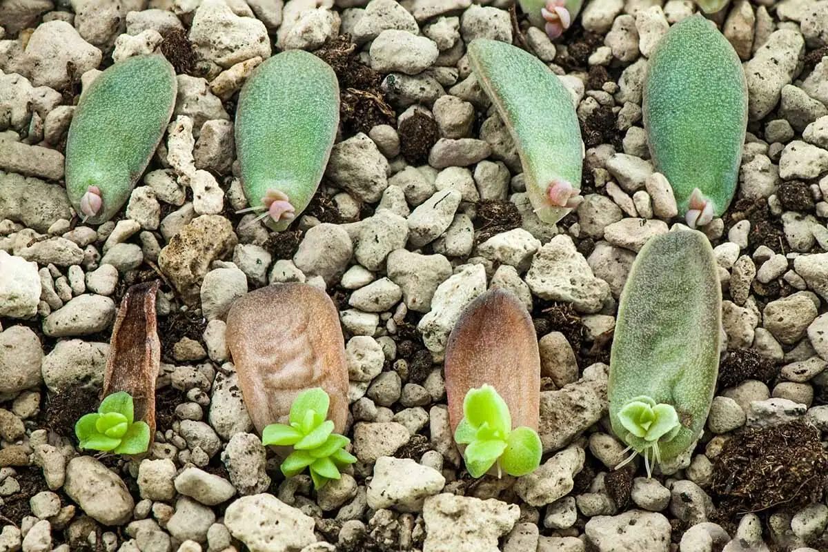 echeveria elegans leaf propagation