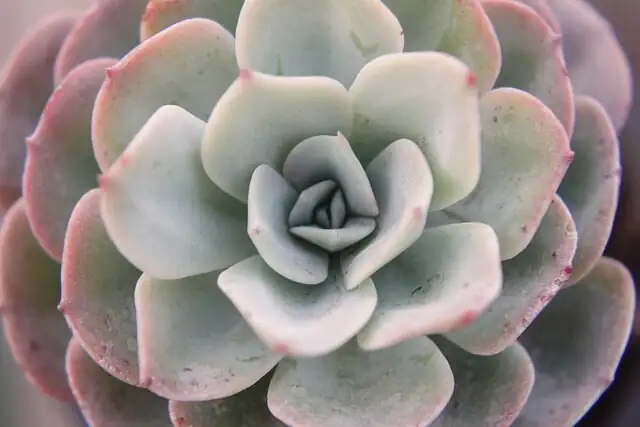 Echeveria elegans water beads macro