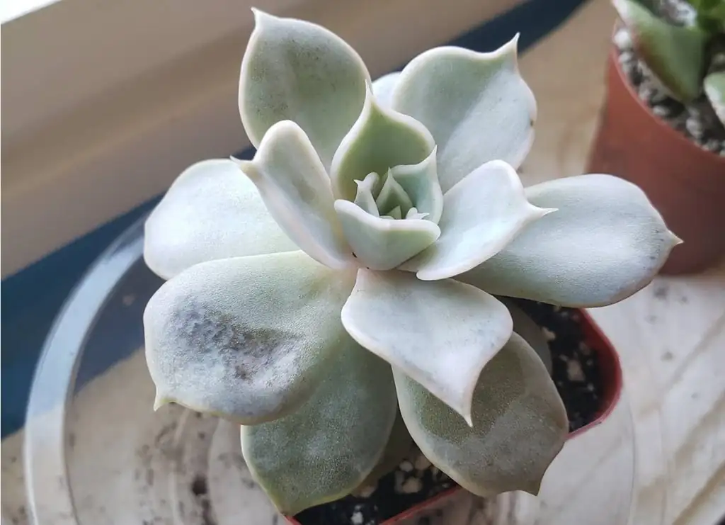 Echeveria elegans fingerprint smudge leaf