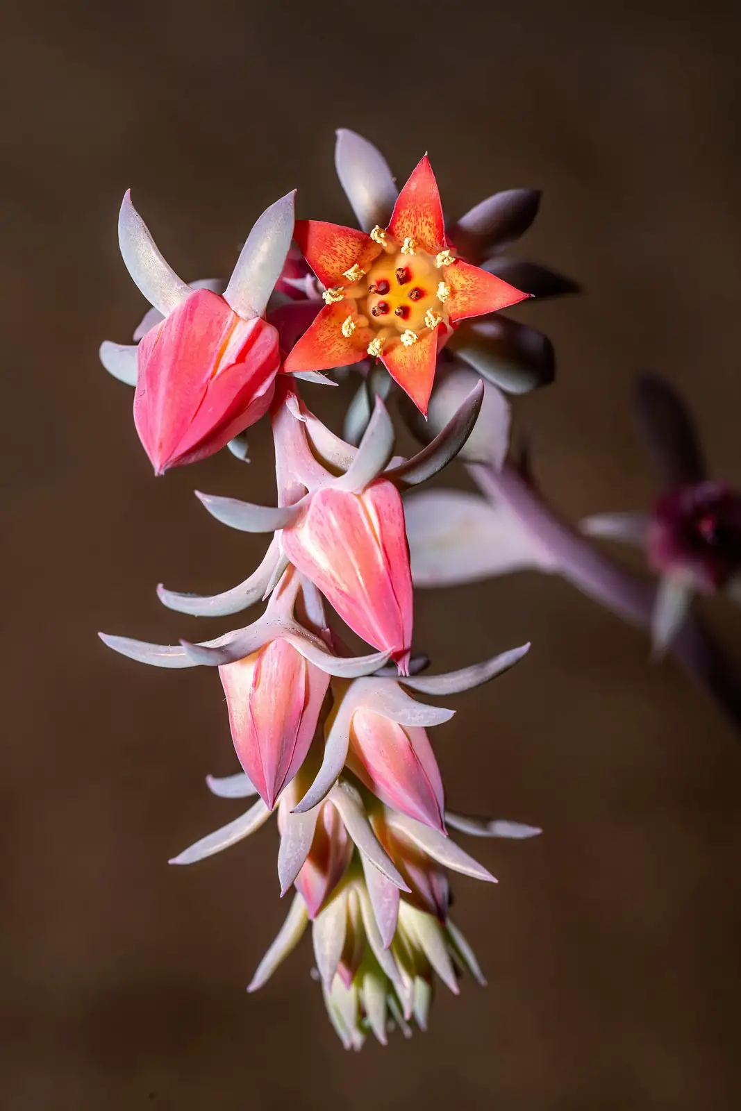 Echeveria elegans flower stalk bloom