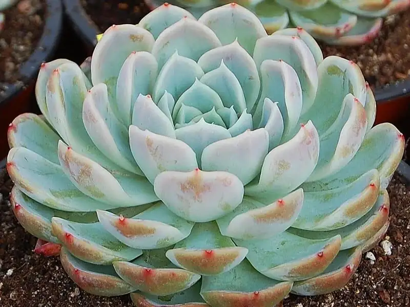 Echeveria elegans offsets clumping rosettes