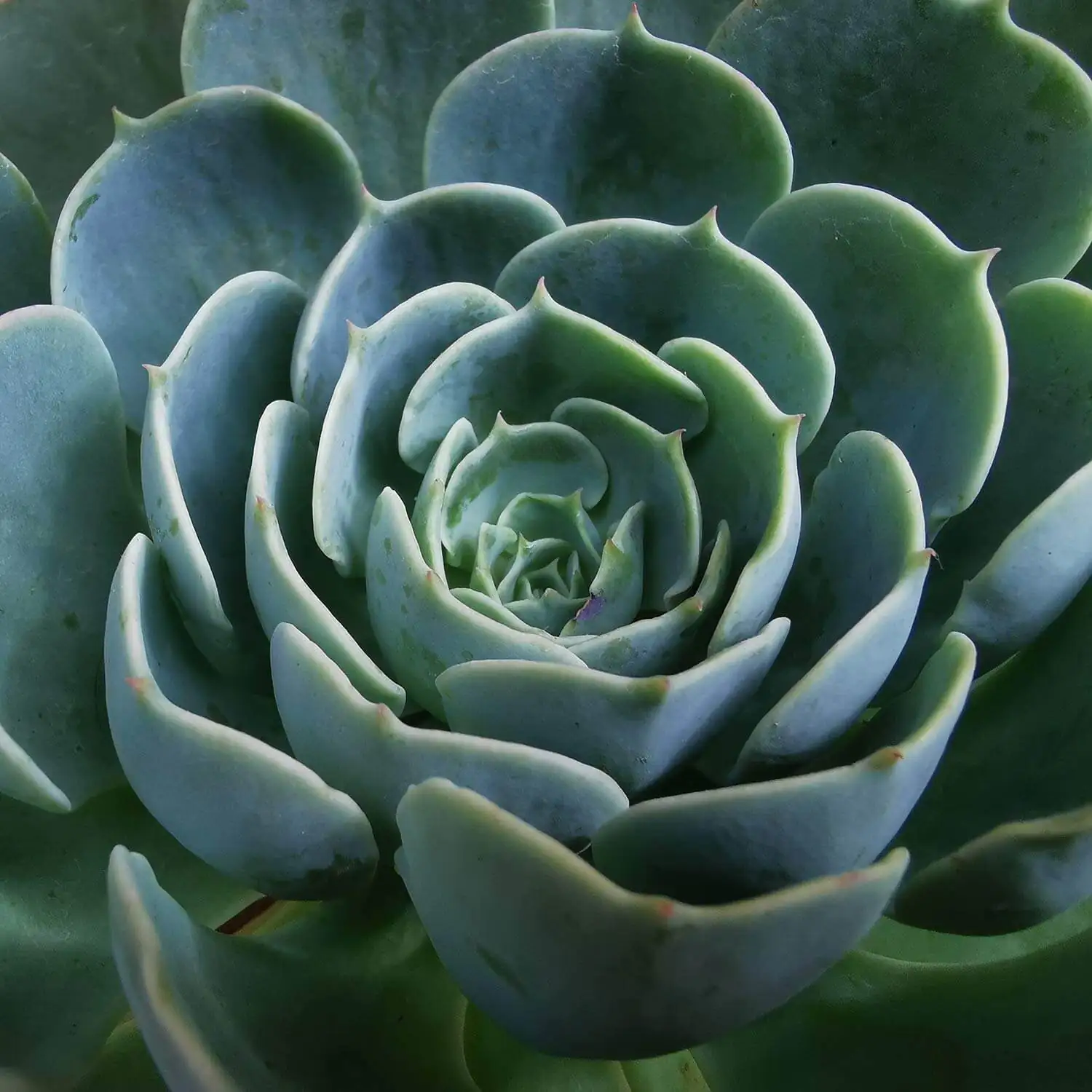 The Quiet Love of a Stone Rose: How Echeveria elegans Gained Its Modern ‘Flower Language’—and What It Means to Gift One