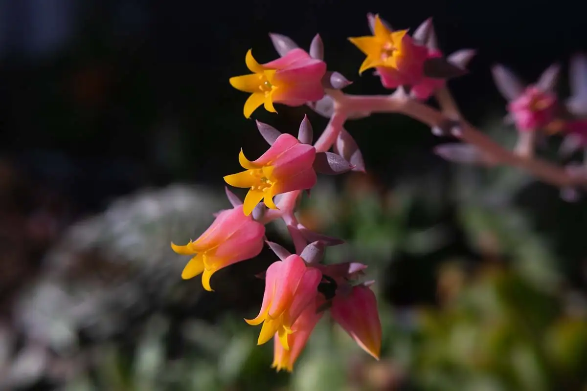 echeveria elegans pink yellow flowers