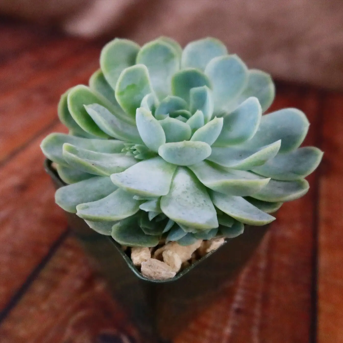 One Leaf, Many Snowballs: A 30-Day Propagation Bootcamp (Callus, Root, Pup!)