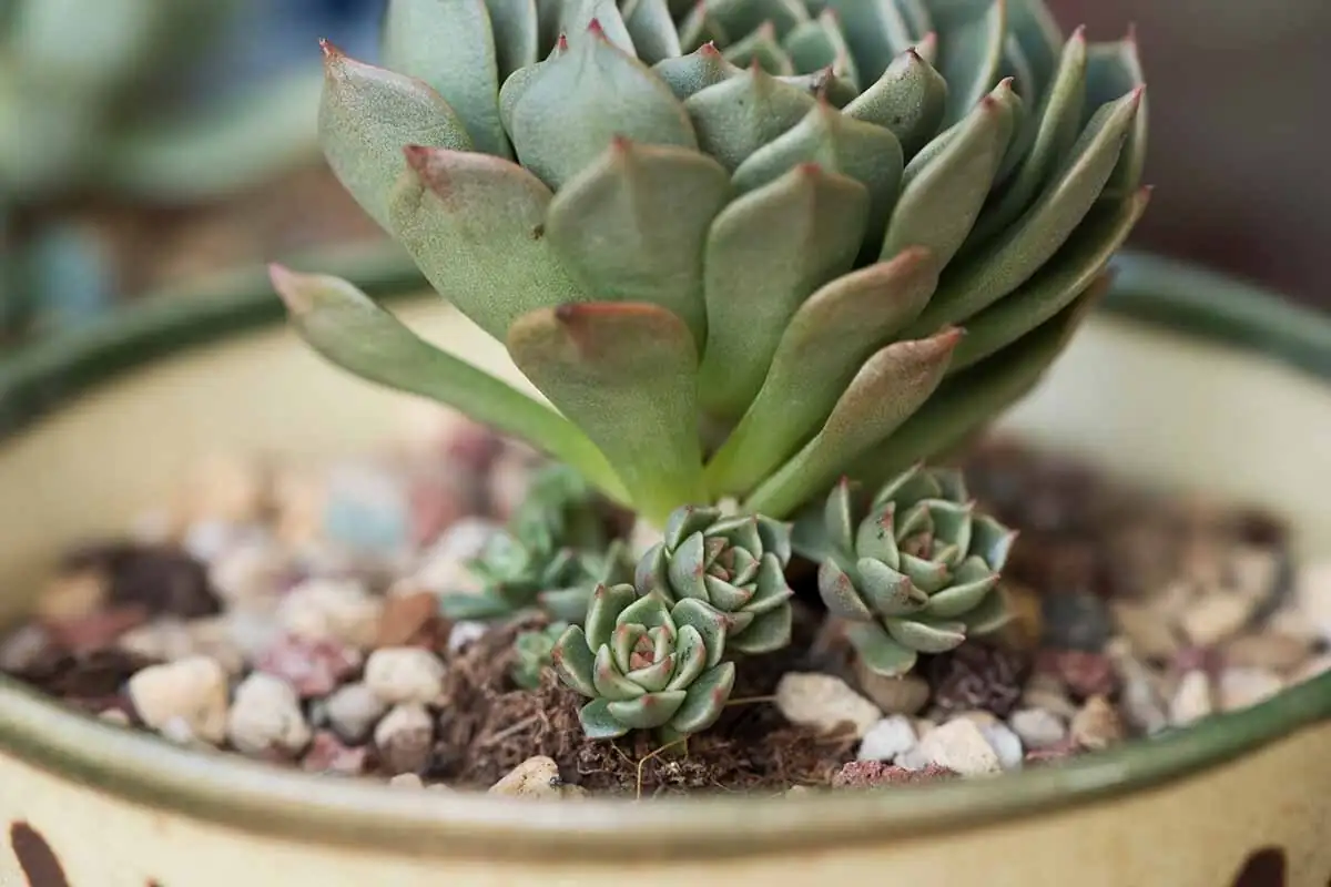 echeveria elegans offset removal close-up