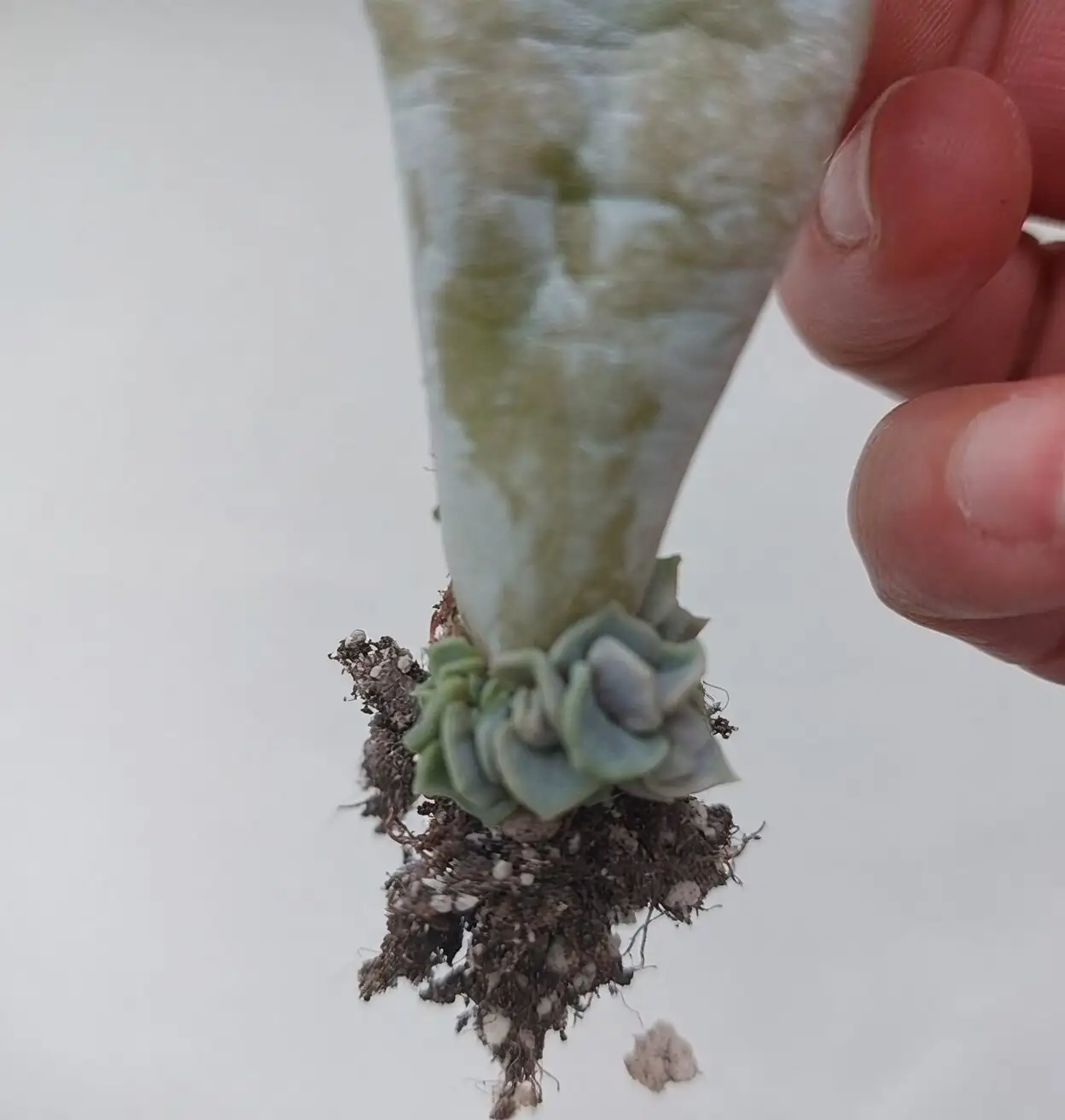 echeveria elegans leaf cutting pup