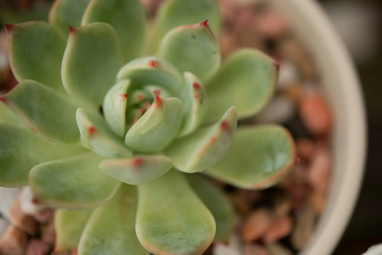 echeveria elegans rosette cutting suspended