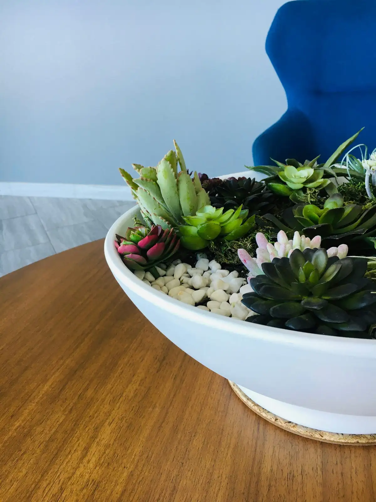 Powder-Blue Minimalism: Styling Mexican Snowball in Tiny Pots, Trios, and Coffee-Table Trays