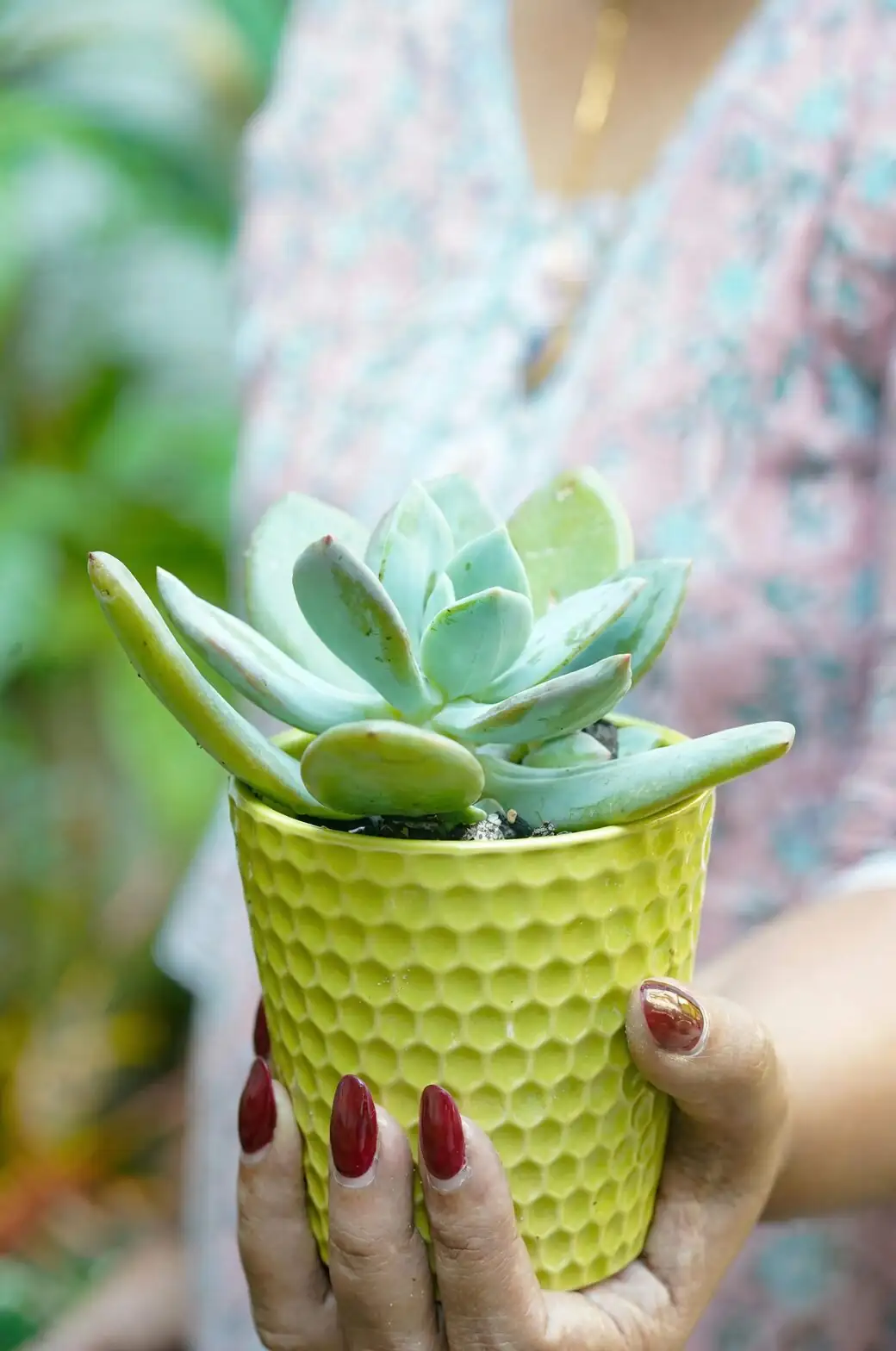 Echeveria elegans trio mixed ceramics