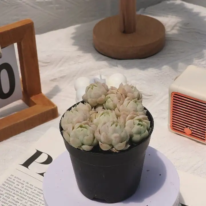Echeveria elegans white gravel top-dress